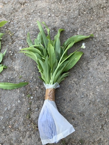 25x wild cornish garlic - cornish,