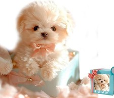 Robot Dog, Realistic Robot