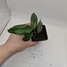 Ficus Benjamina Young Plant