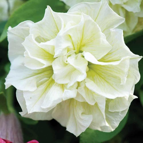 Petunia plugs annual - plugs,