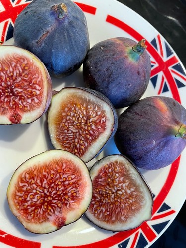 Fig tree seeds bursa - tree,