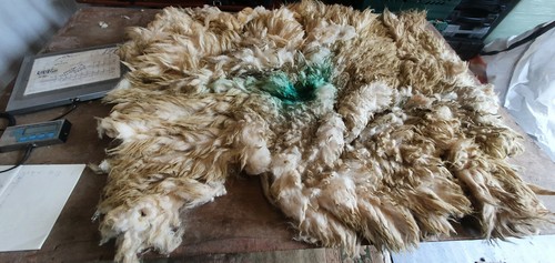 Raw sheep fleece spinning - sheep,