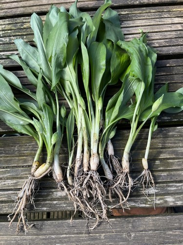 Wild garlic plant bulbs - garlic,