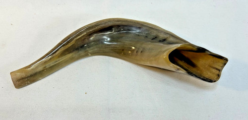 Authentic ram horn shofar - authentic,