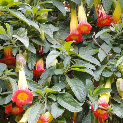 Brugmansia sanguinea 10 - -,