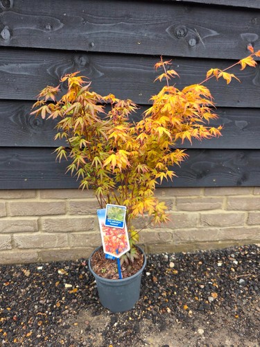 Acer palmatum katsura - acer,