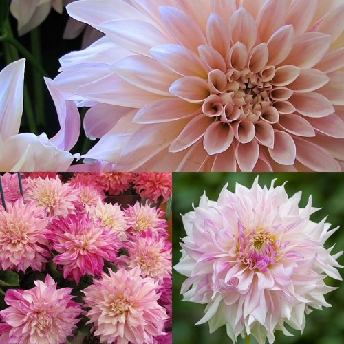 Decorative dahlia café - decorative, au