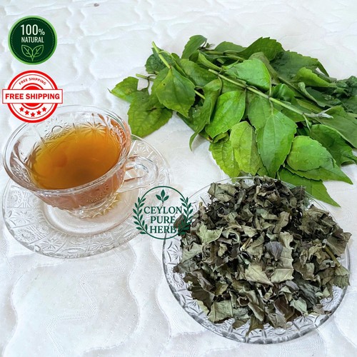 Calea zacatechichi tea mexican - zacatechichi,