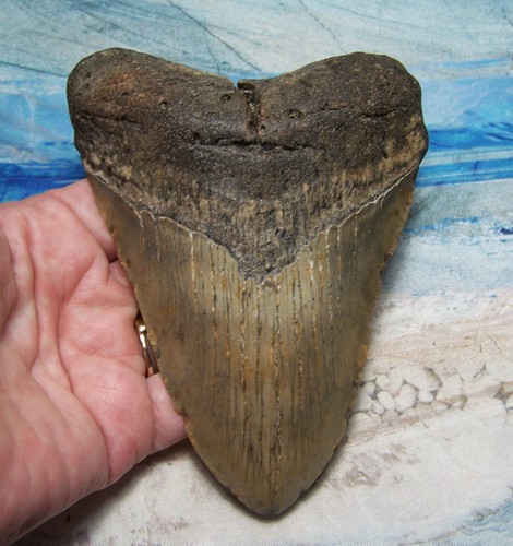 Megalodon shark tooth 16 - shark, 5
