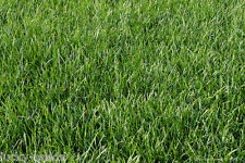 Glacier Kentucky Blue Grass Seed - 10 Lbs.