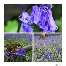 Cultivated English Bluebell