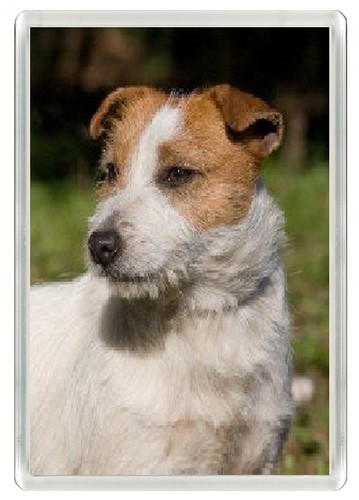 Jack russell terrier - jack,