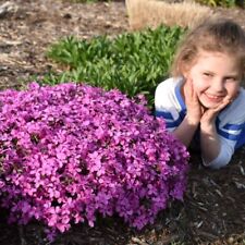 4 x Phlox 'Magenta Sprite' creeping carpet dwarf hot resistant plant plug lilac