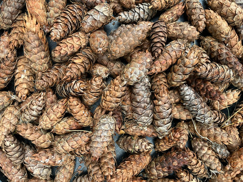 100 natural pine cones - x,