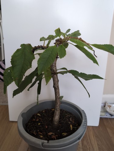 Wild cherry trees 4ft - wild, 3