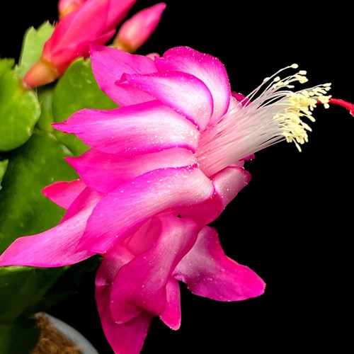 Pink thanksgiving cactus - pink,