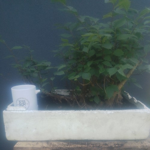 Elm bonsai tree - elm, raft