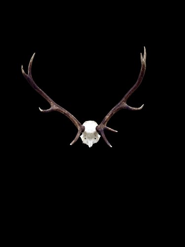 Red deer stag taxidermy - deer,