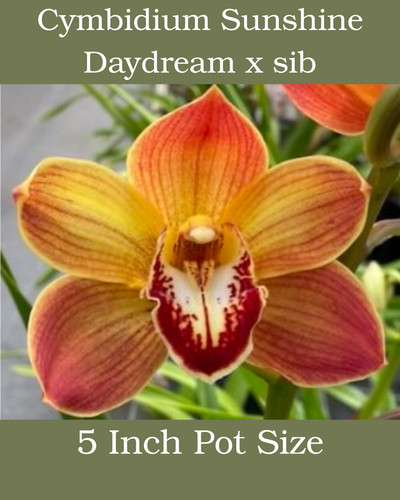 Cymbidium sunshine daydream - sunshine, x