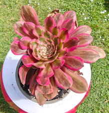 Aeonium White Garnet