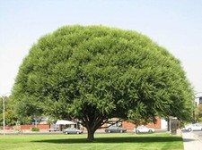 13 Globe Willows! fast cheap