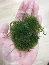 Java Moss Aquarium Plant - Fresh Live Aquatic Plant - Perfect for Aquascaping