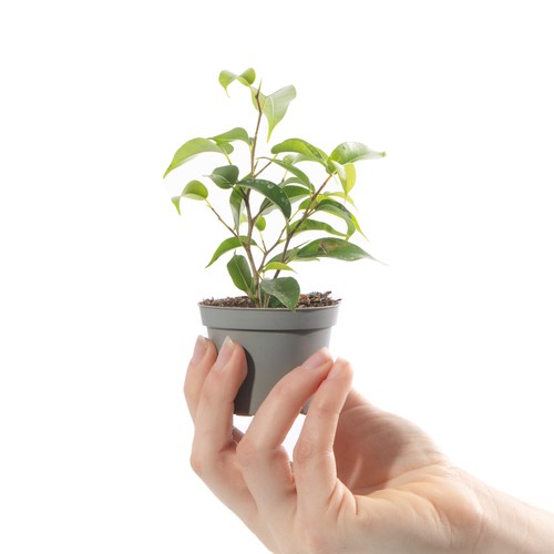Baby weeping fig plant - plant, ficus