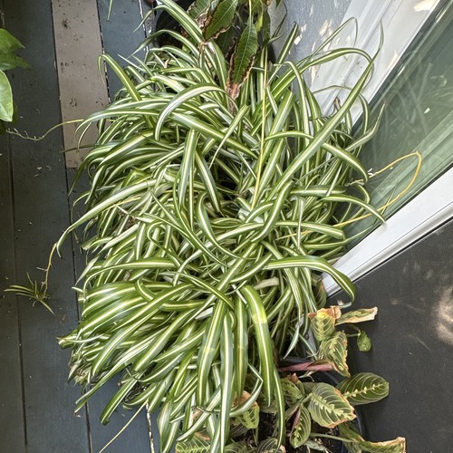 Variegated spider plant - spider,