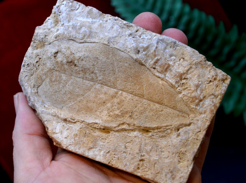 Amazing rare fossil - ,,