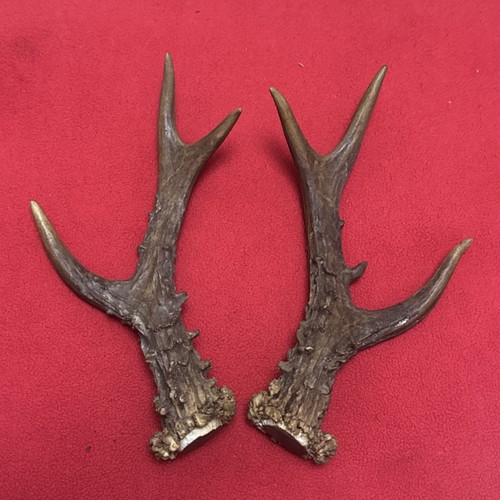 Pair roe deer antlers - of,