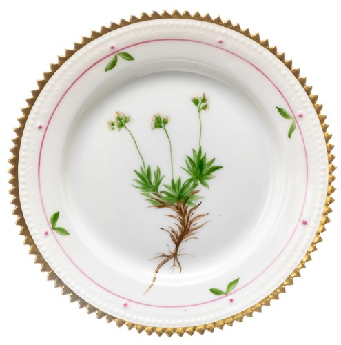 Bread plate draba - draba, wahlenbergü