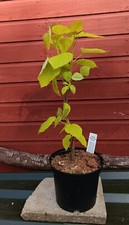 Catalpa   bignonioides Aurea