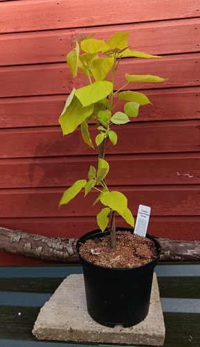 Catalpa bignonioides aurea - ,