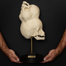 Lifesize Two Headed Boy of