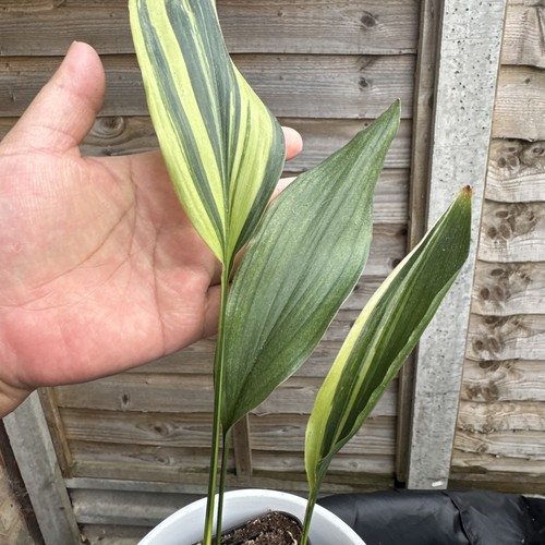Verigated aspidistra elatior - verigated,