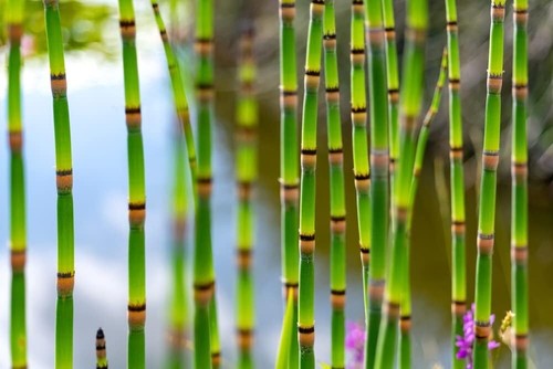 Horsetail plant cuttings - horsetail, to