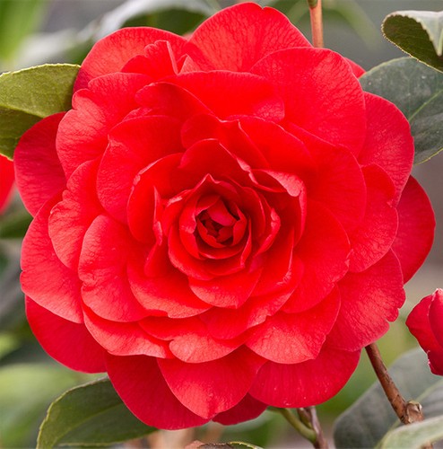Camellia les jury litre - |, 5