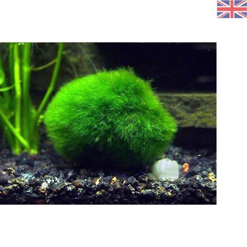 Giant marimo moss balls - moss,