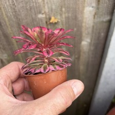 aeonium pink kingkang Width 3