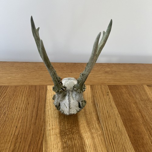 Small roe deer skull with - deer,