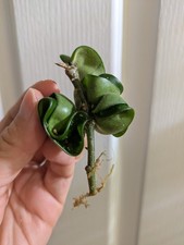Hoya Carnosa Compacta Rooted Cutting
