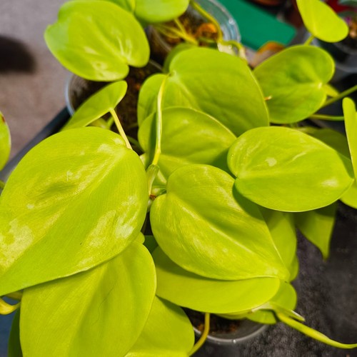 Philodendron micans lemon - philodendron,