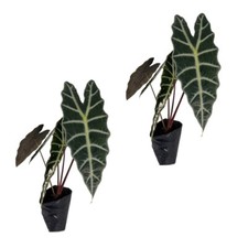 Alocasia Amazonica (2pack)  by LEAL PLANTS ECUADOR | Elephant ear Plants