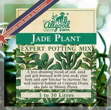 Jade plant premium potting - jade,