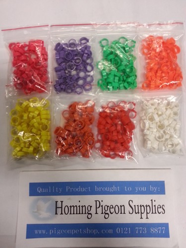 Racing pigeon quail poultry - racing, pigeon,