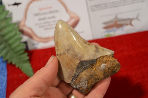 Large genuine - 3.65",