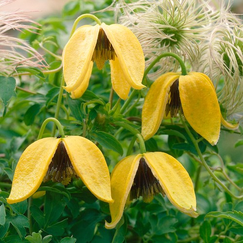 Clematis tangutica hardy - tangutica,