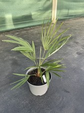 Trachycarpus nagceps (naggy x