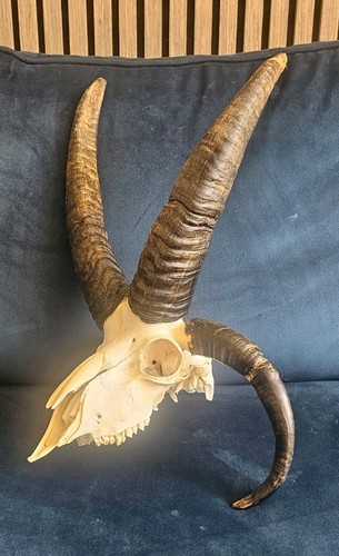 Amazing horned jacob sheep - amazing,