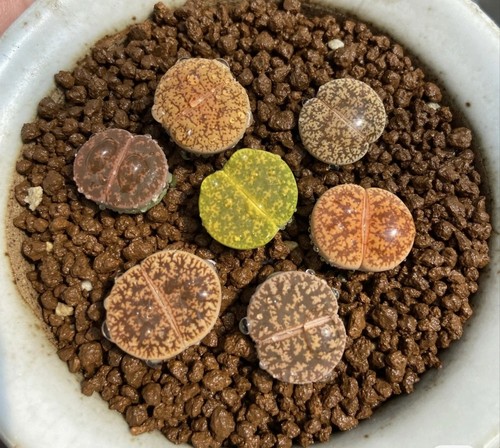 Mixed lithops lesliei - mixed,